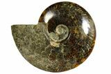 Polished, Agatized Ammonite (Cleoniceras) - Madagascar #145805-1